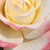 Giallo - rosa - Rose Ibridi di Tea - Athena®